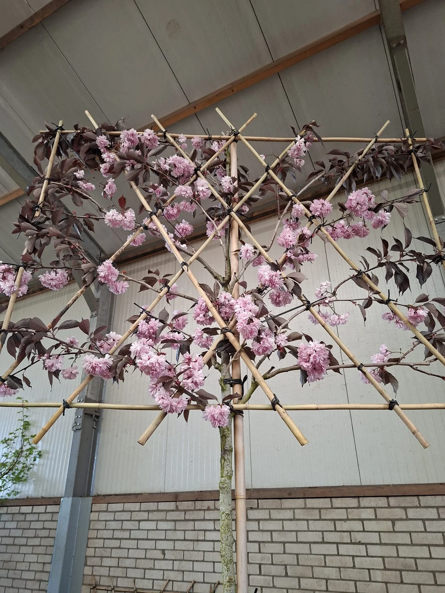 Prunus Serrulata Royal Burgundy Leiboom (Rode Japanse Sierkers Leiboom)-1