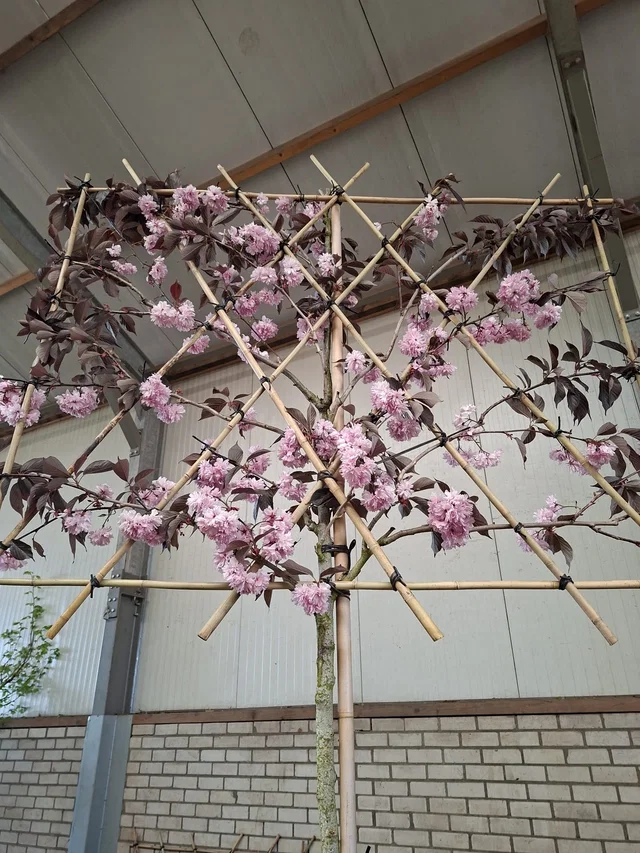 Prunus Serrulata Royal Burgundy Leiboom (Rode Japanse Sierkers Leiboom)