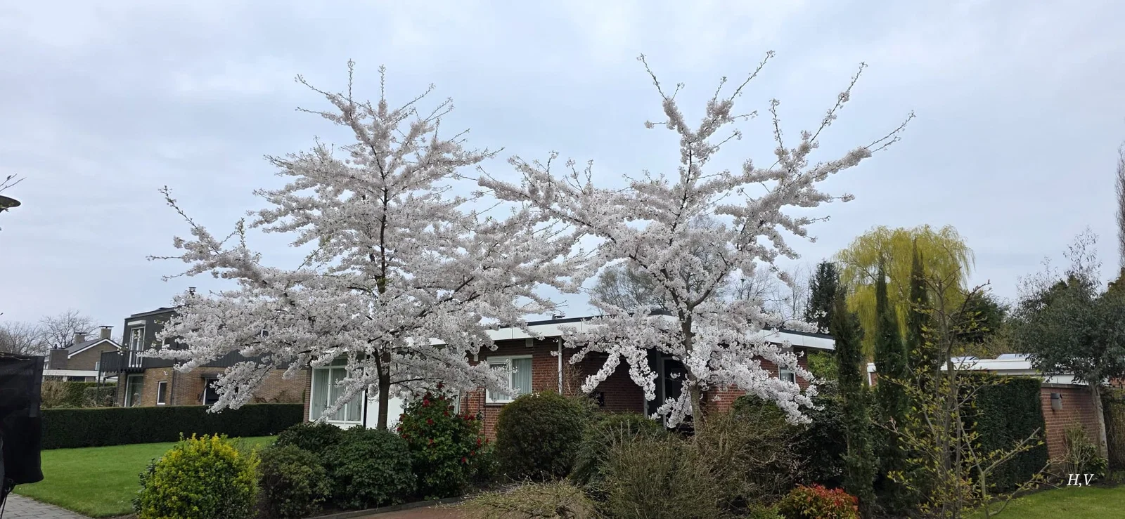 Prunus Yedoensis Hochstamm (Tokio Kirsche)-5