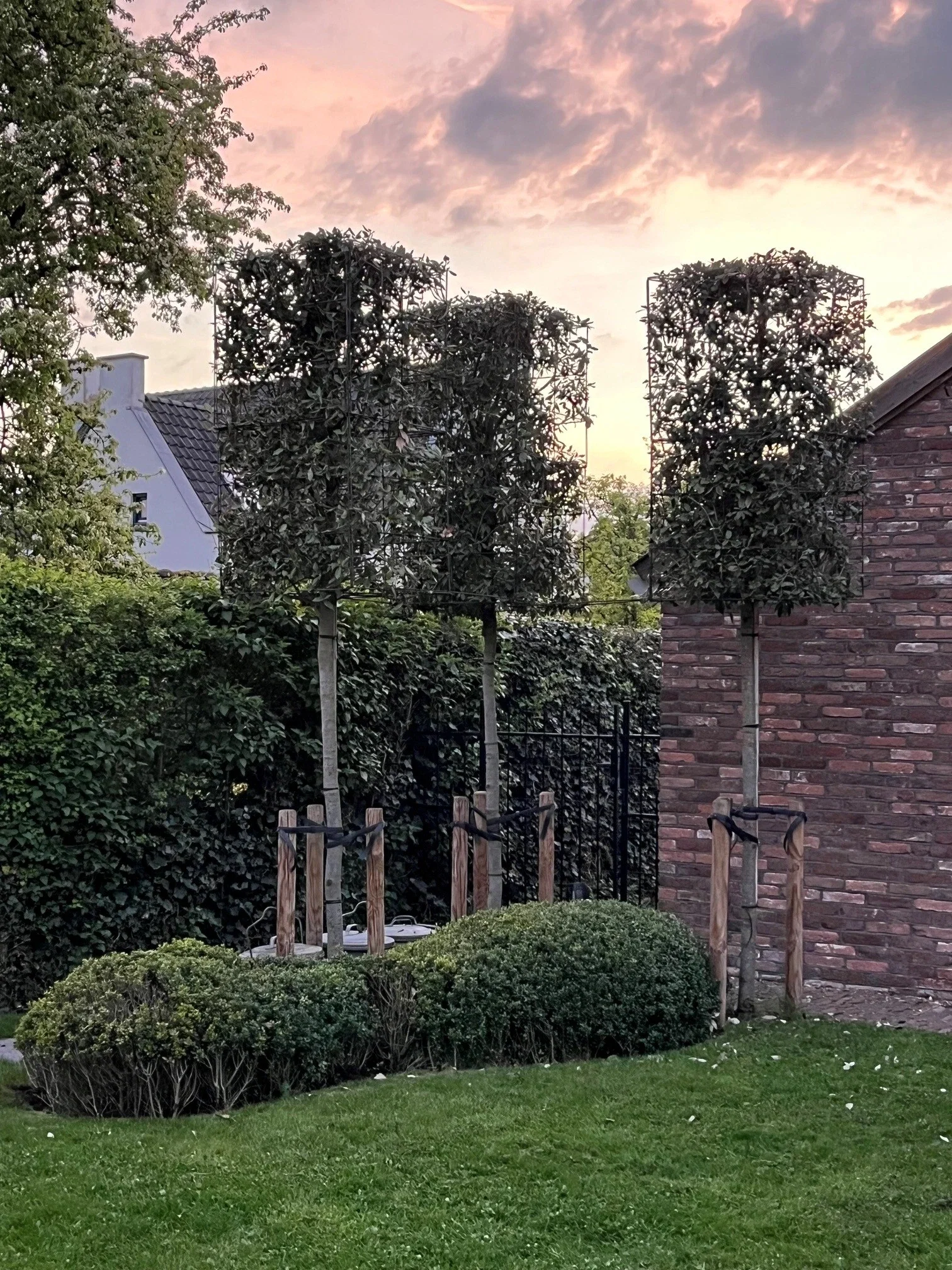 Quercus Ilex Blockform 75 cm (Steineiche)-5