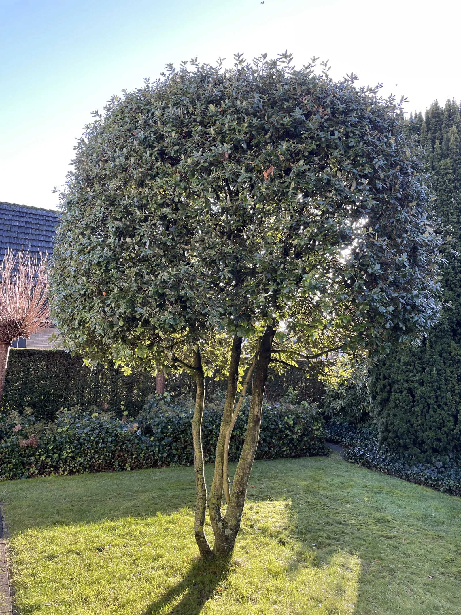 Quercus Ilex Mehrstämmig (Steineiche)-13