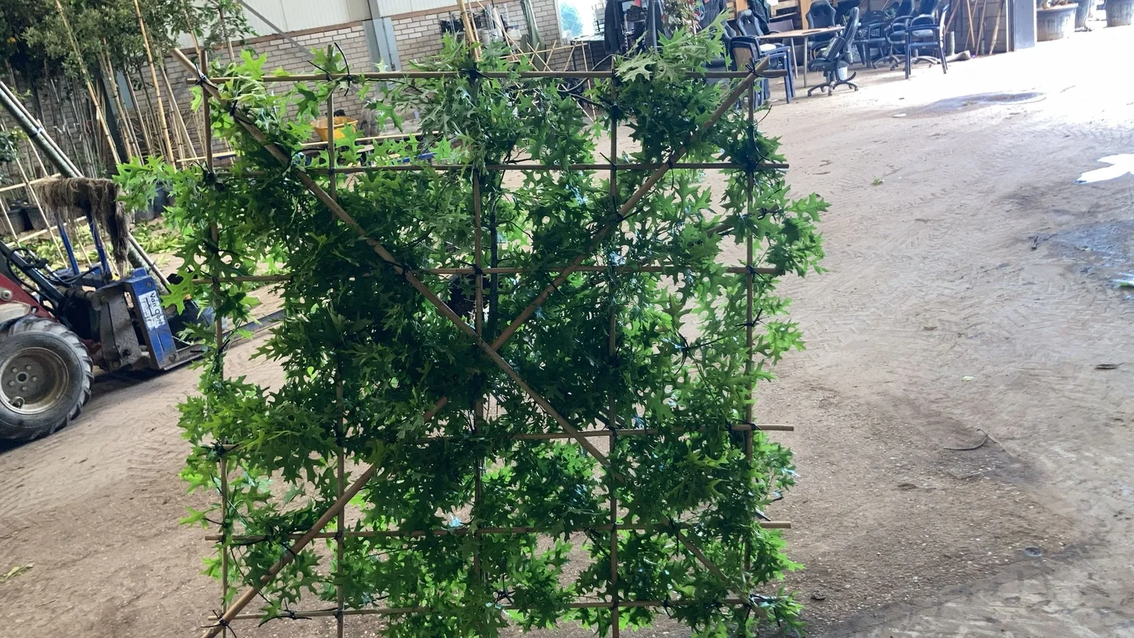 Quercus Palustris Dachform (Sumpfeiche)-3
