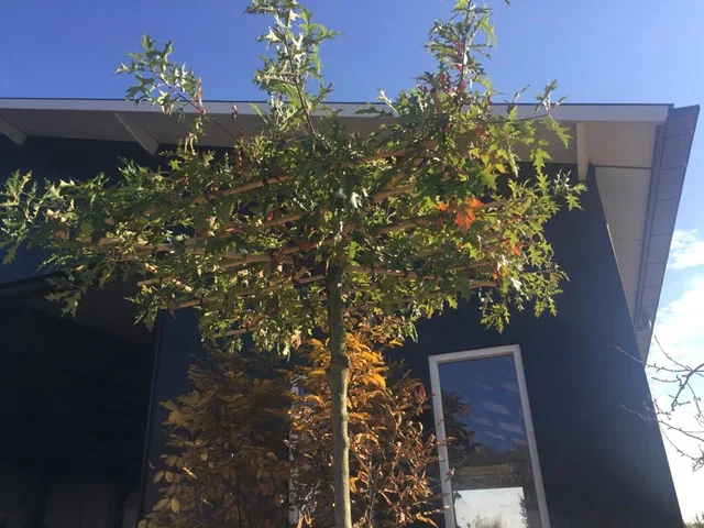 Quercus Palustris Dachform (Sumpfeiche) Quercus Palustris Dachform (Sumpfeiche)