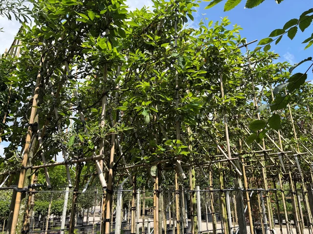 Amelanchier Lamarckii Spalierbaum (Kupfer-Felsenbirne)