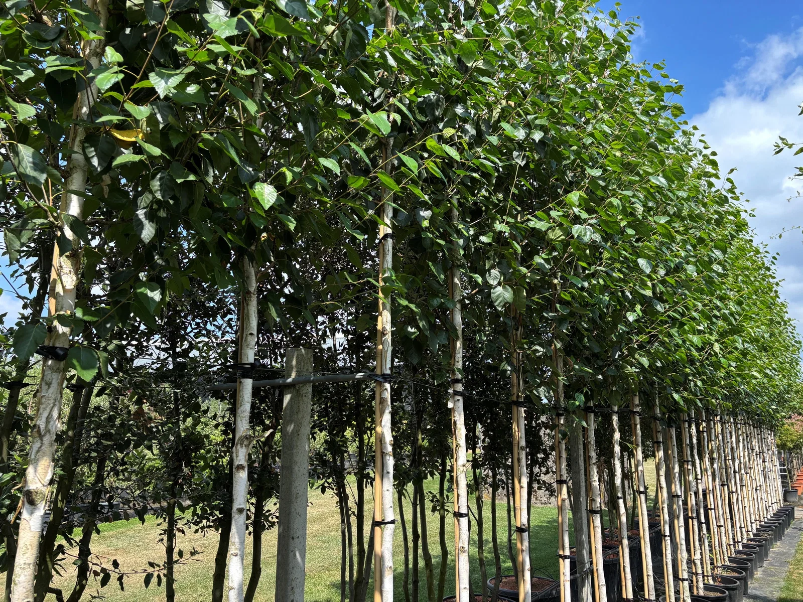 Betula Utilis Jacquemontii (Weißrindige Birke)-1