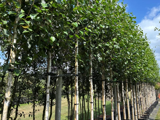 Betula Utilis Jacquemontii (Weißrindige Birke)