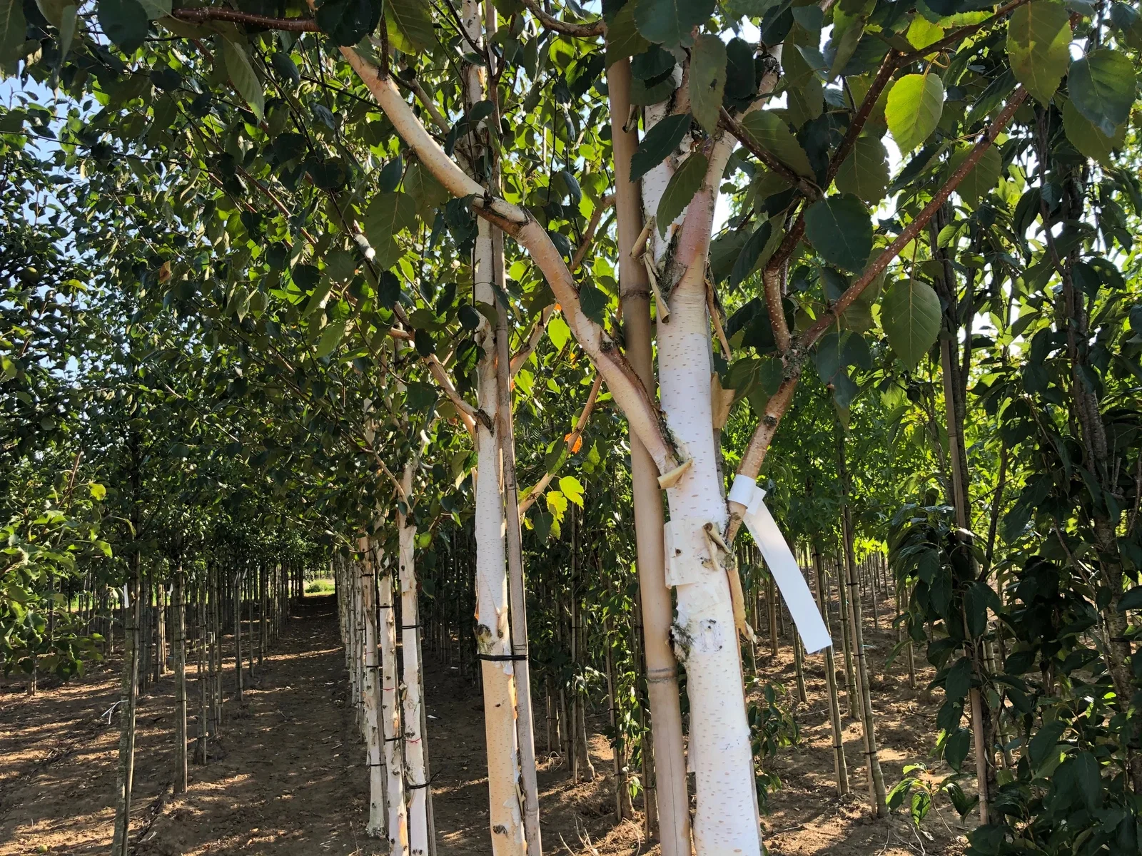 Betula Utilis Jacquemontii (Weißrindige Birke)-5