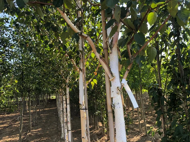 Betula Utilis Jacquemontii (Weißrindige Birke)