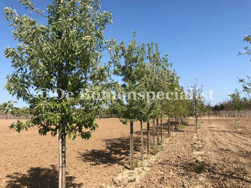 Pyrus c. Gieser Wildeman (Stoofpeer)-3