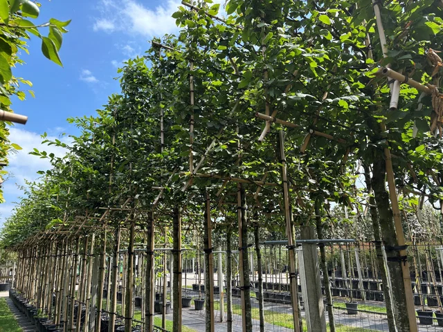 Carpinus Betulus Spalierbaum (Hainbuche)