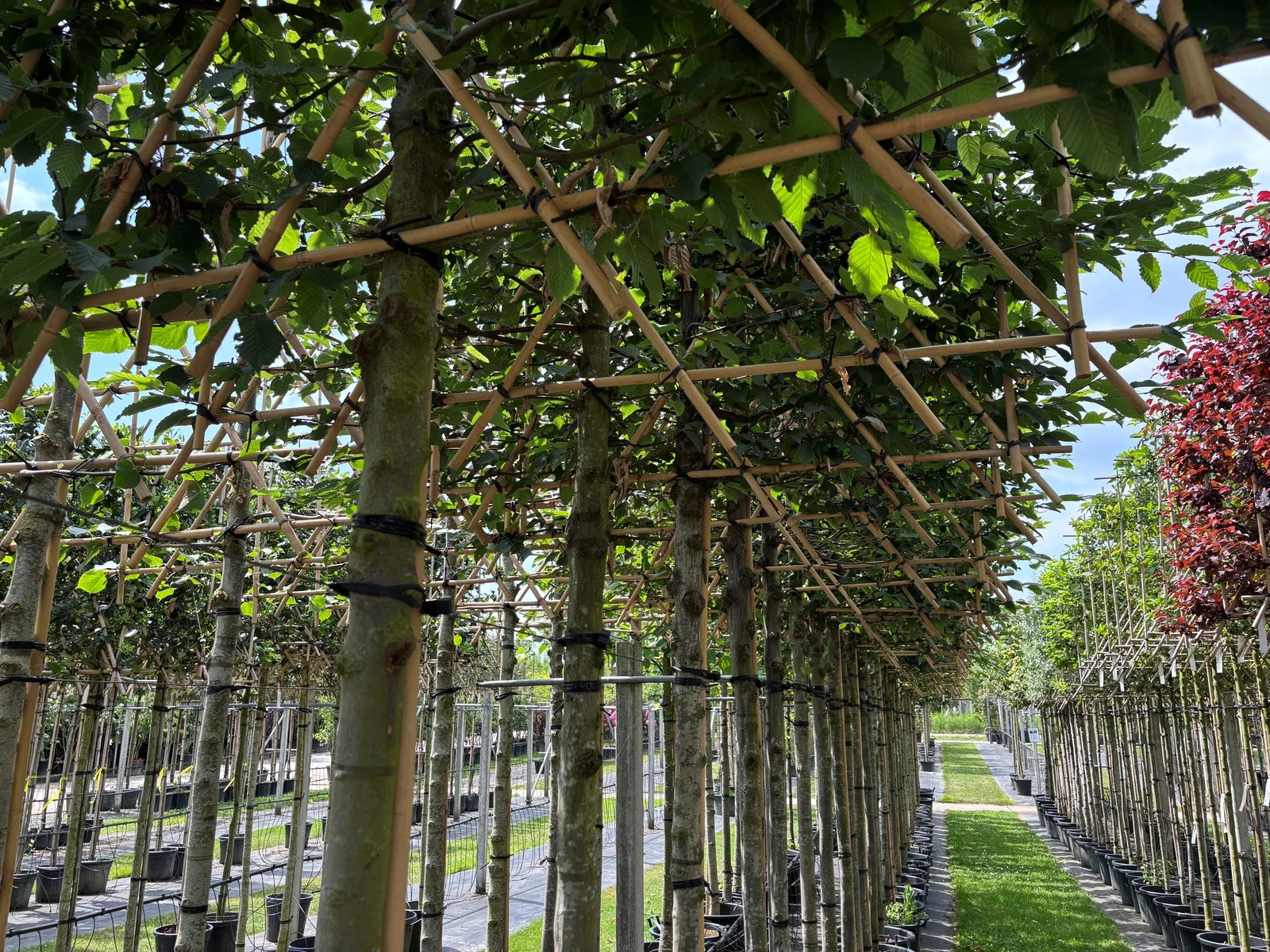 Carpinus Betulus Spalierbaum (Hainbuche)-4