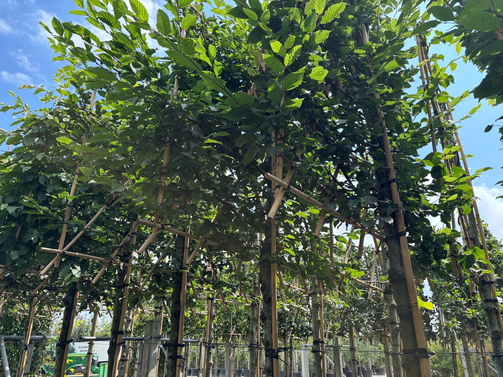 Carpinus Betulus Spalierbaum (Hainbuche)-3
