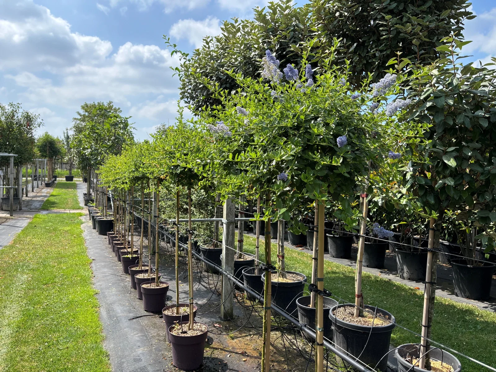 Ceanothus thyrsiflorus Repens (Amerikaanse Sering op stam)-1