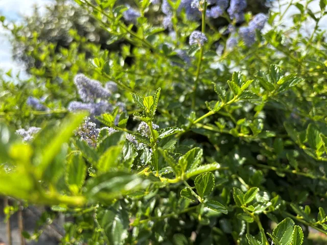 Ceanothus thyrsiflorus Repens (Amerikaanse Sering op stam) Ceanothus thyrsiflorus Repens (Amerikaanse Sering op stam)