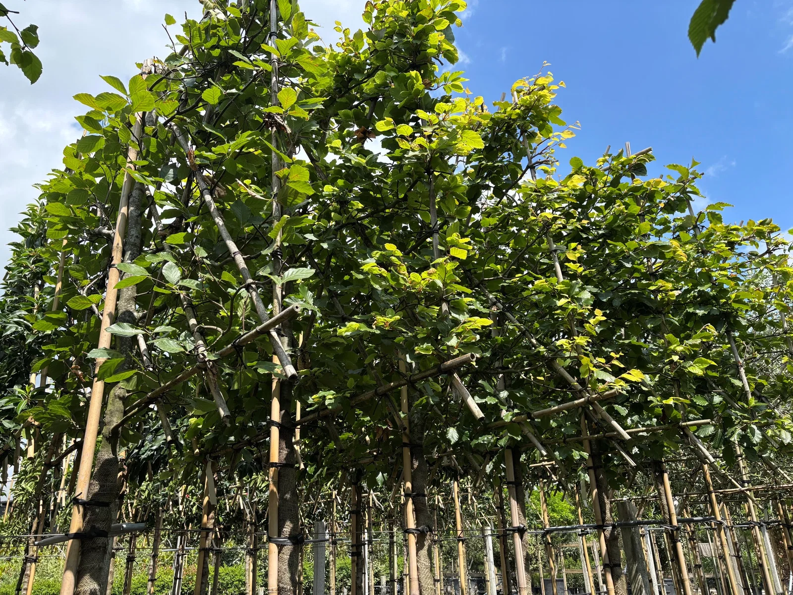 Fagus Sylvatica Spalierbaum (Rotbuche)-3