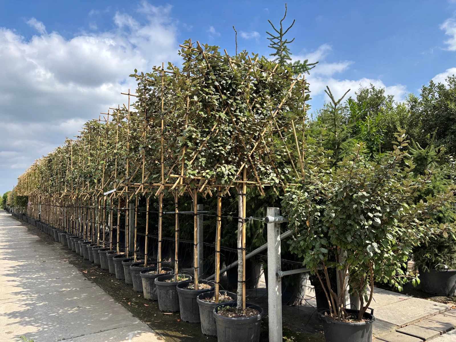Elaeagnus Ebbingei Spalierbaum (Immergrüne Ölweide)-4