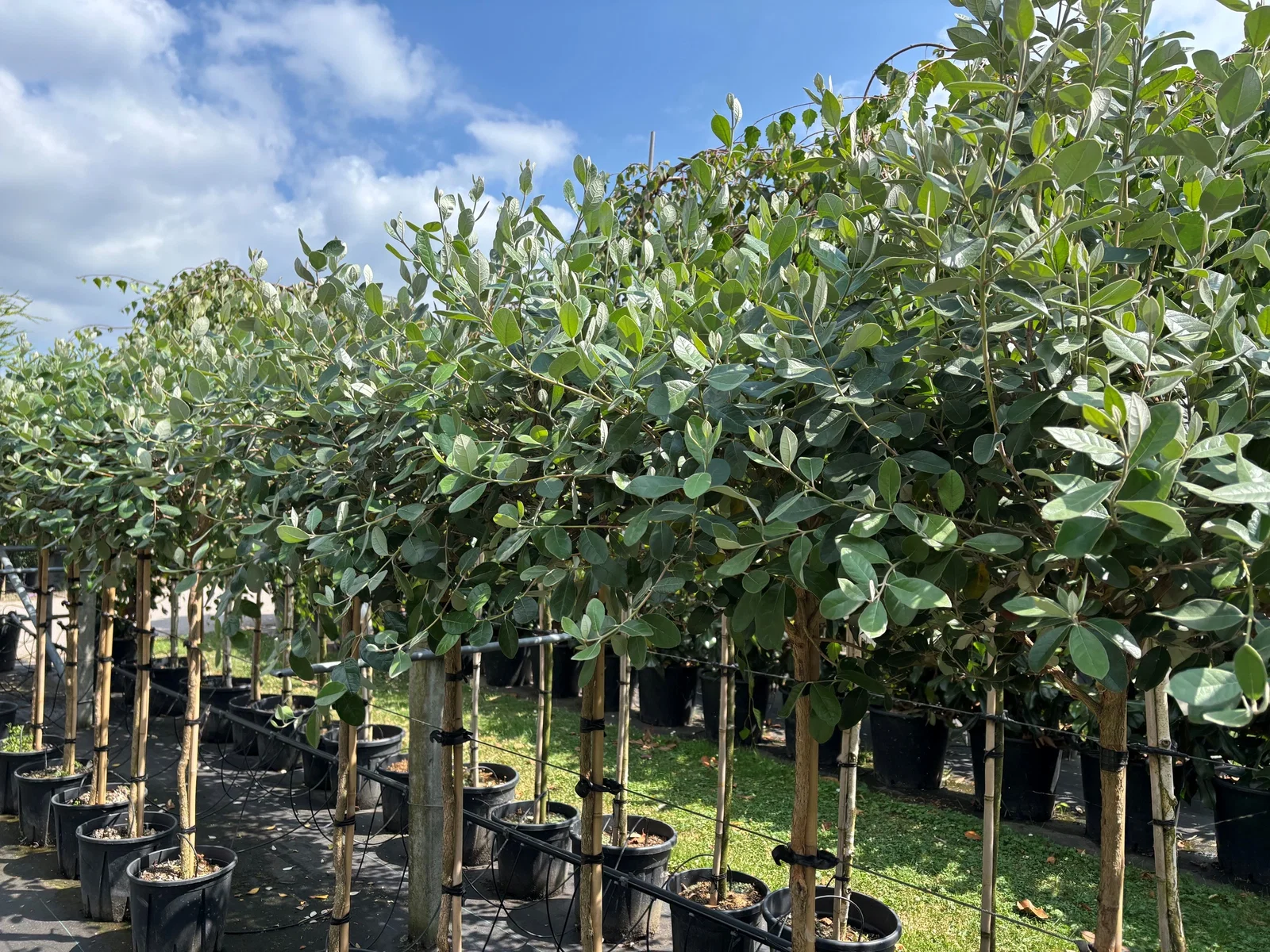 Feijoa sellowiana Halfstam (Ananasguave)-1