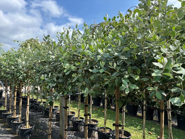 Feijoa sellowiana Halfstam (Ananasguave) Feijoa sellowiana Halfstam (Ananasguave)
