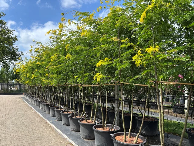 Gleditsia Triacanthos Sunburst Mehrstämmig (Lederhülsenbaum)
