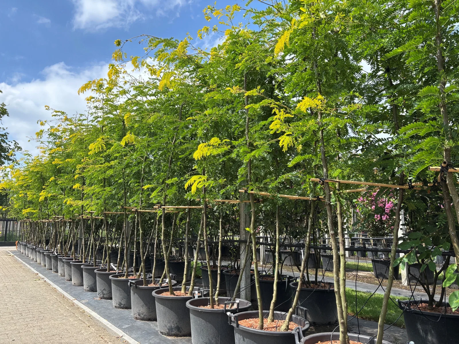 Gleditsia Triacanthos Sunburst Mehrstämmig (Lederhülsenbaum)-2
