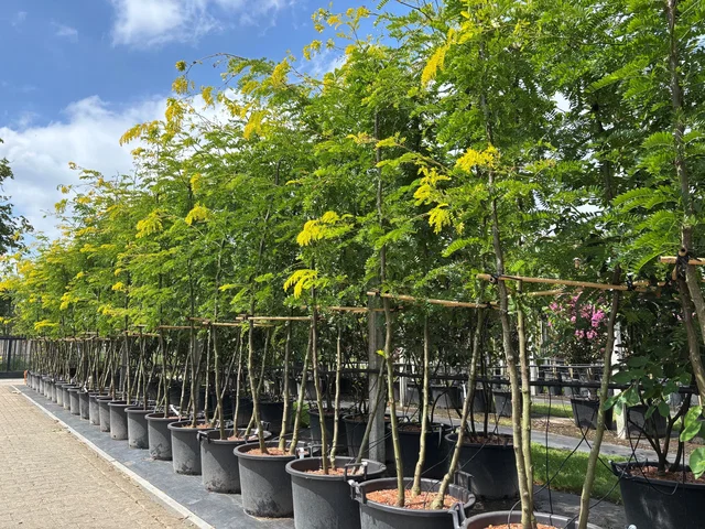 Gleditsia Triacanthos Sunburst Mehrstämmig (Lederhülsenbaum)