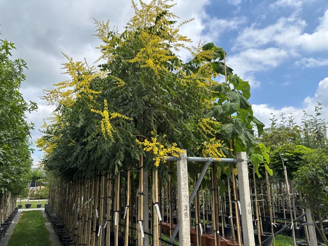 Koelreuteria Paniculata (Blasenbaum) Koelreuteria Paniculata (Blasenbaum)