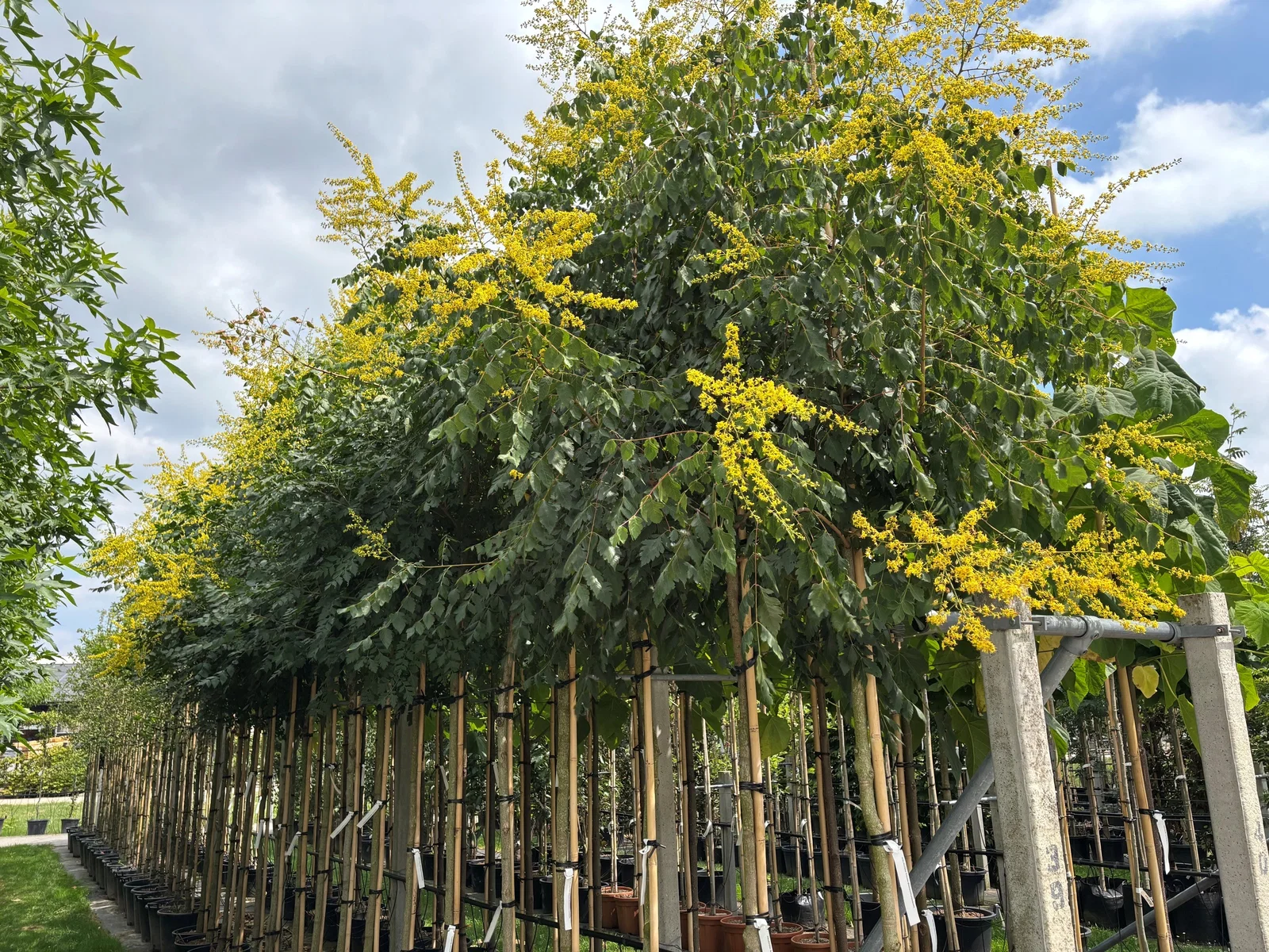 Koelreuteria Paniculata (Blasenbaum)-2