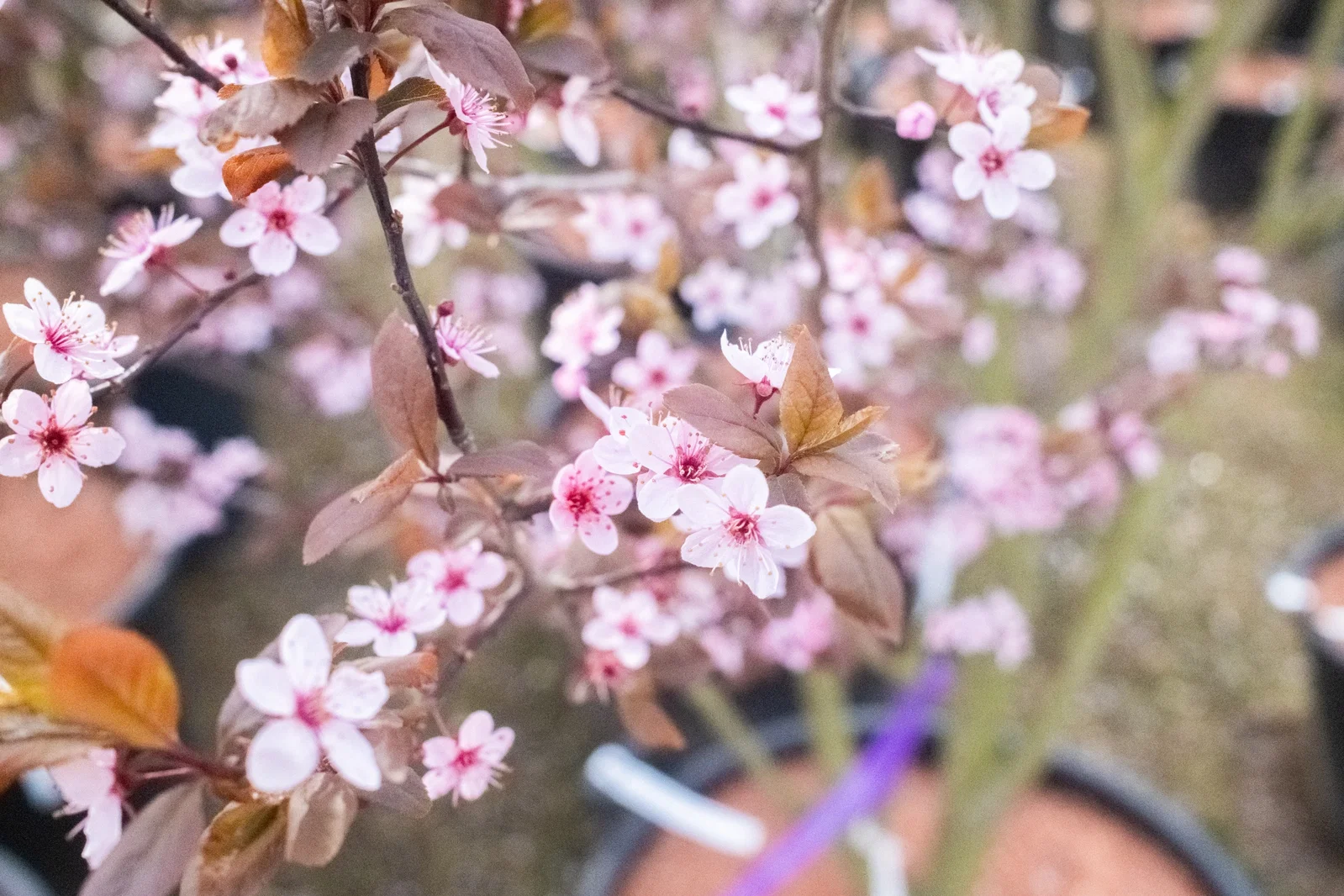 Prunus Cerasifera Nigra Spalierbaum (Blutpflaume)-7