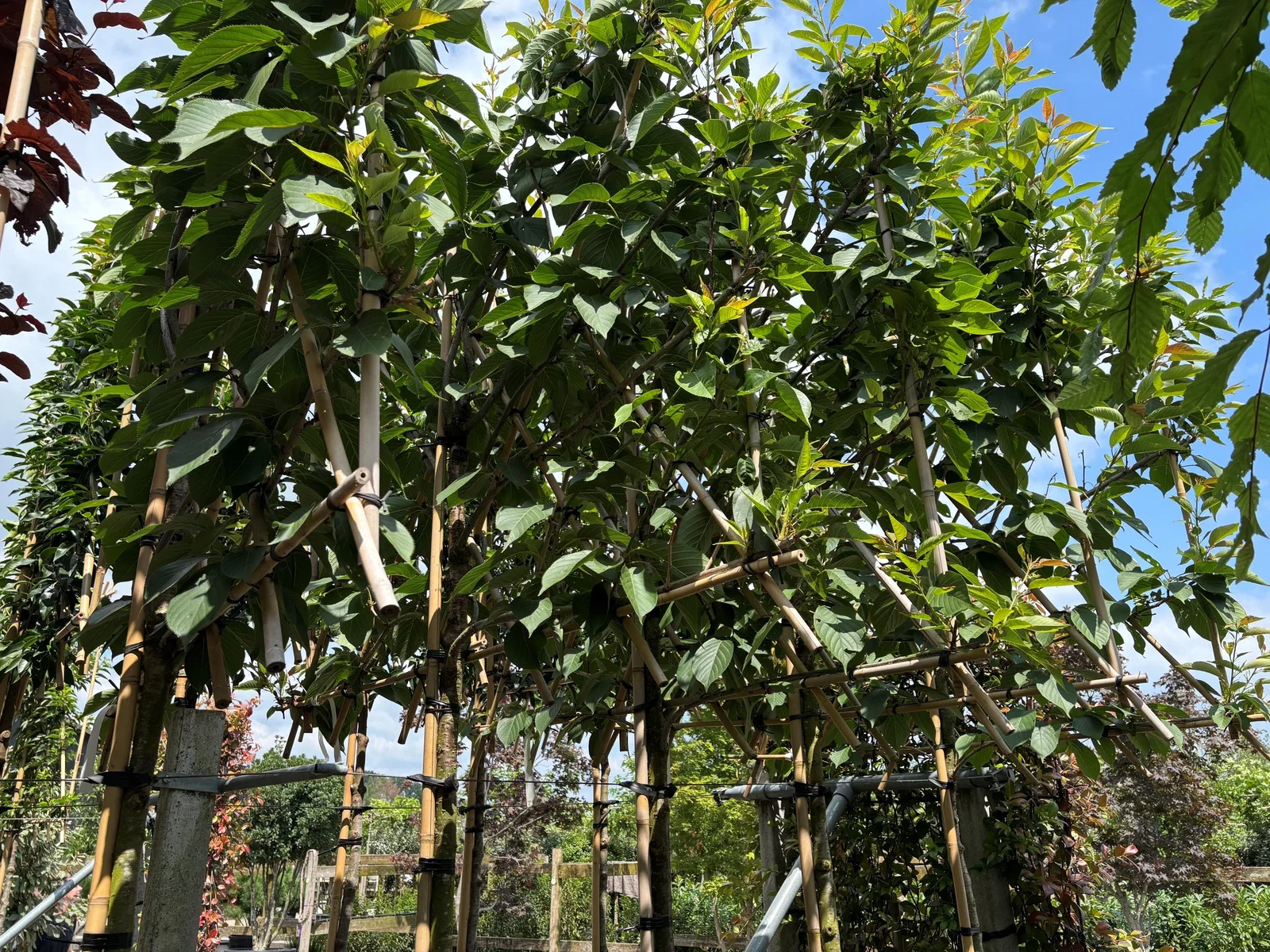 Prunus Serrulata Kanzan Leiboom (Leisierkers)-3