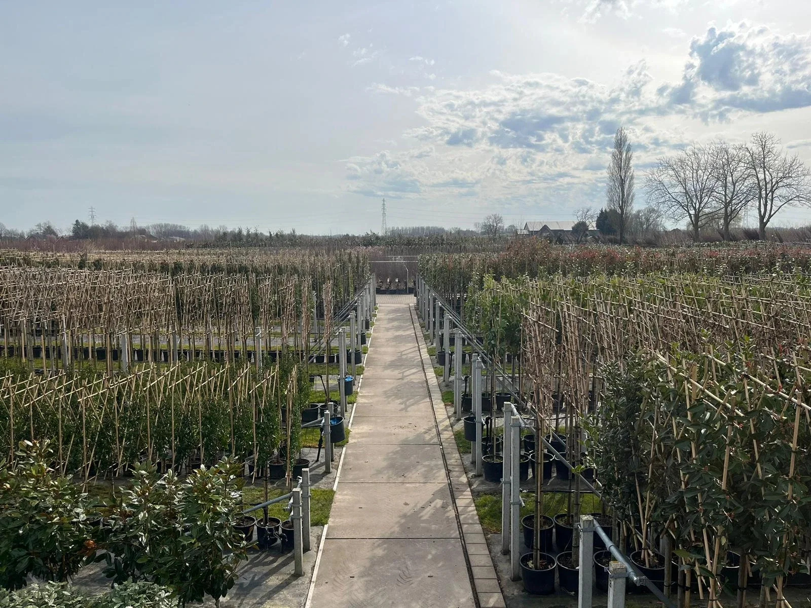 Prunus Serrulata Kanzan Leiboom (Leisierkers)-7