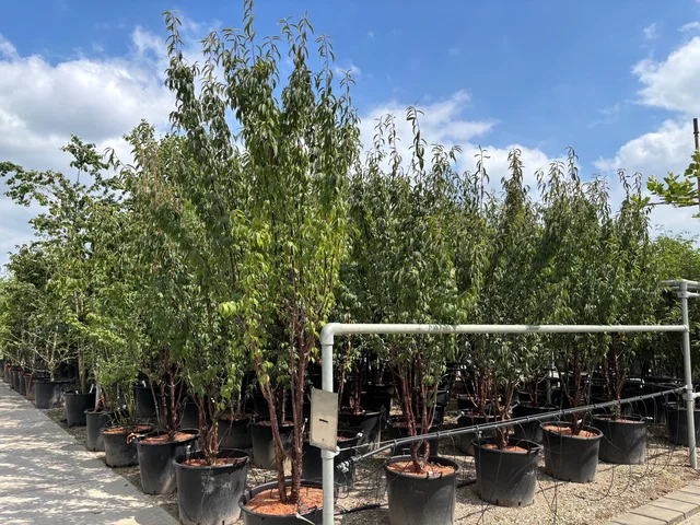 Prunus Serrula Mehrstämmig (Mahagoni-Kirsche)