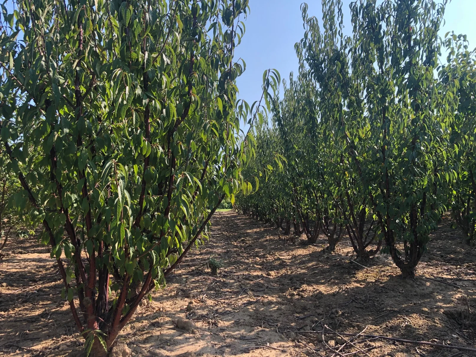 Prunus Serrula Mehrstämmig (Mahagoni-Kirsche)-3