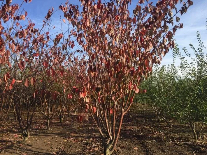 Prunus Serrula Mehrstämmig (Mahagoni-Kirsche)-4