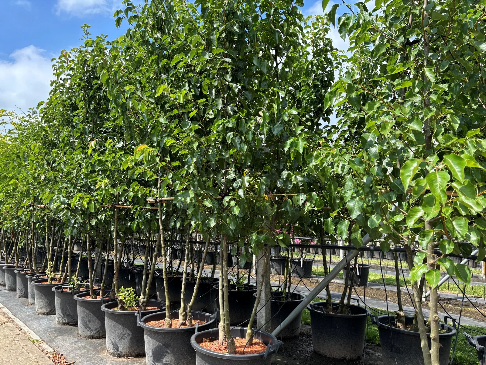 Pyrus Calleryana Chanticleer Mehrstämmig (Chinesische Wildbirne/Zierbirne)-1