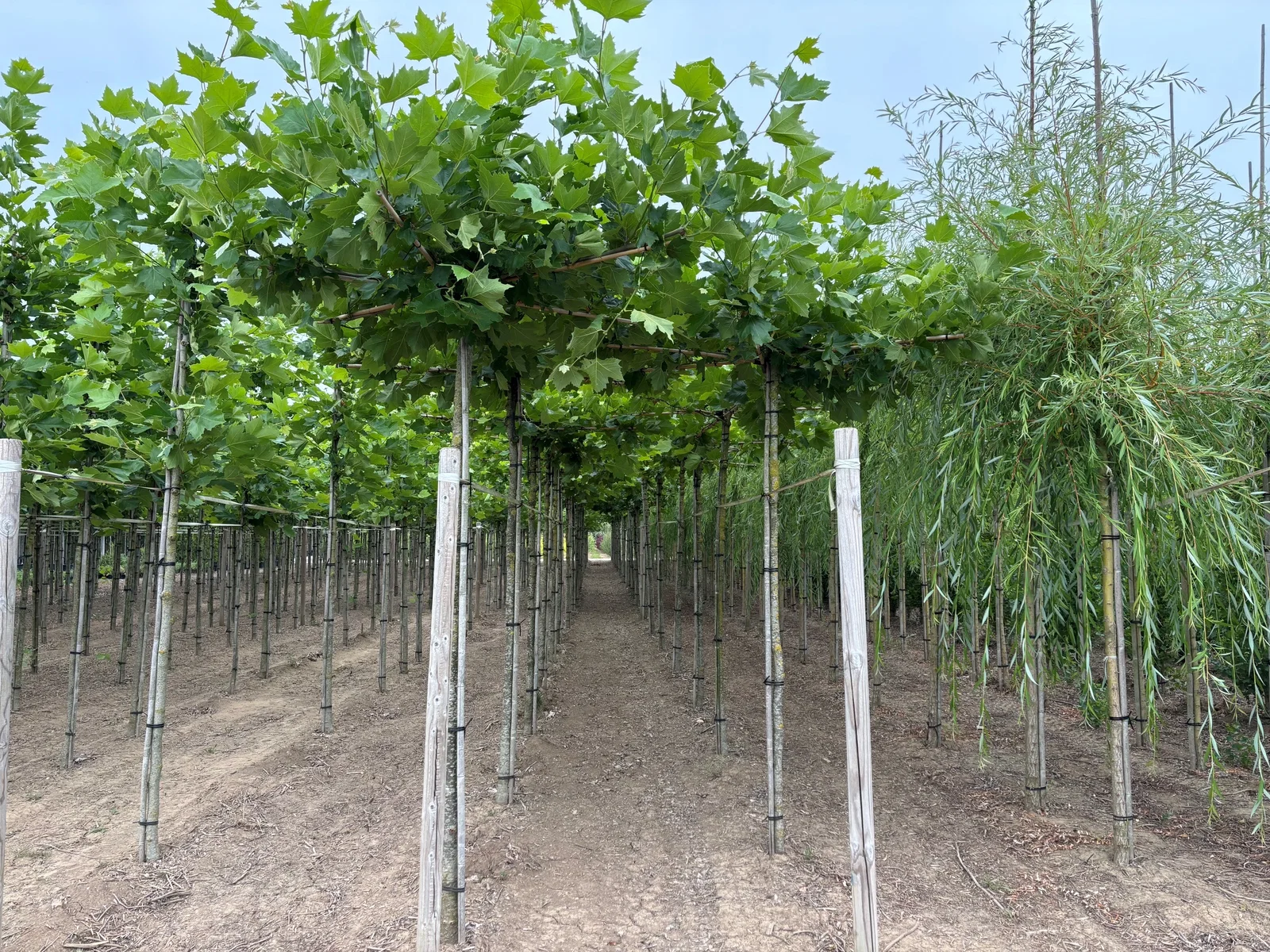 Platanus Hispanica Dachform (Ahornblättrige Platane)-1