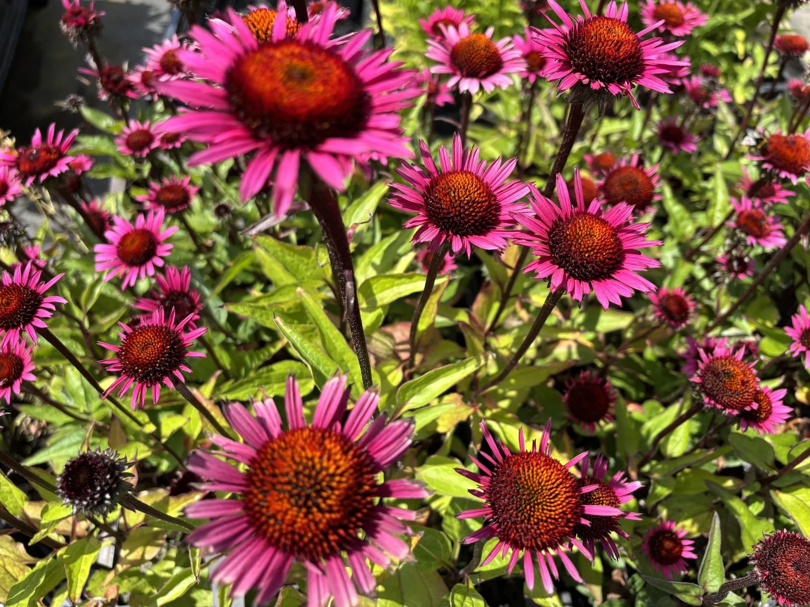 Echinacea purpurea 'Sensation Pink'