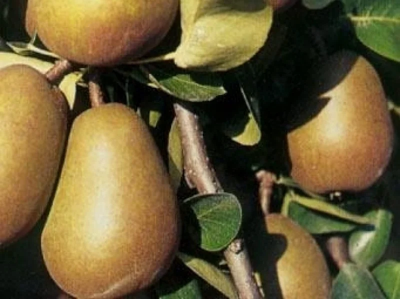 Pyrus c. Verdi (Handpeer)-3