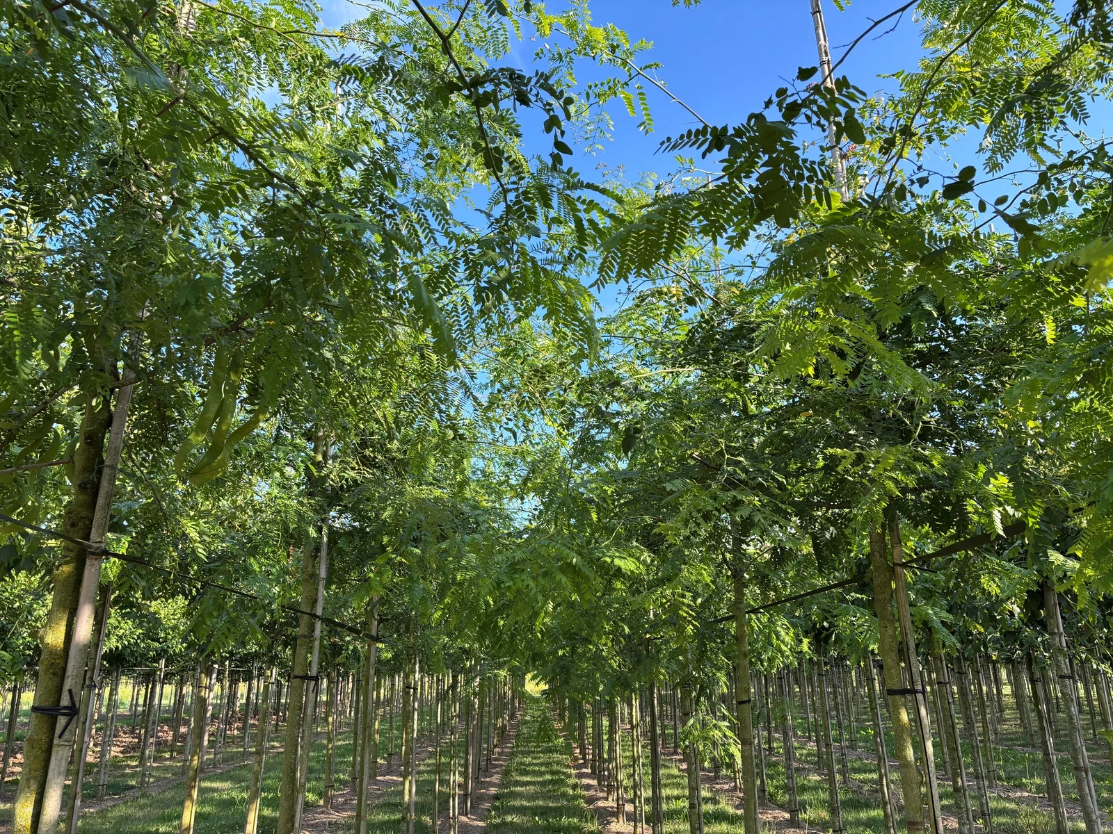 Gleditsia Triacanthos F. Inermis (Doornloze Christusdoorn)-3