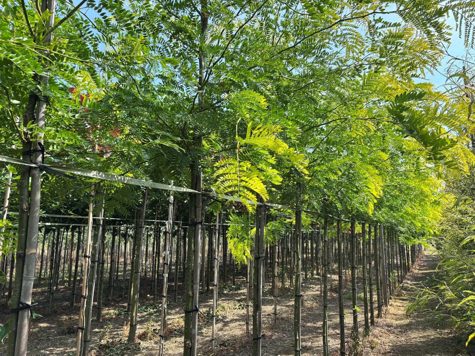 Gleditsia Triacanthos Sunburst (Gelber Lederhülsenbaum)-6