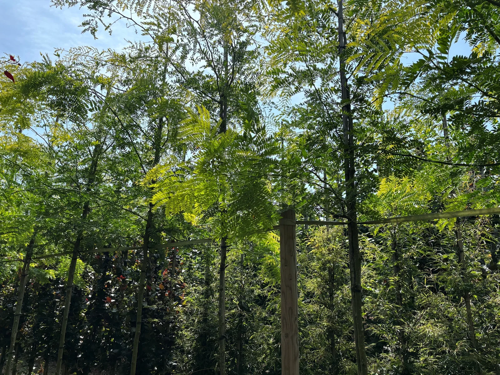 Gleditsia Triacanthos Sunburst (Gelber Lederhülsenbaum)-5