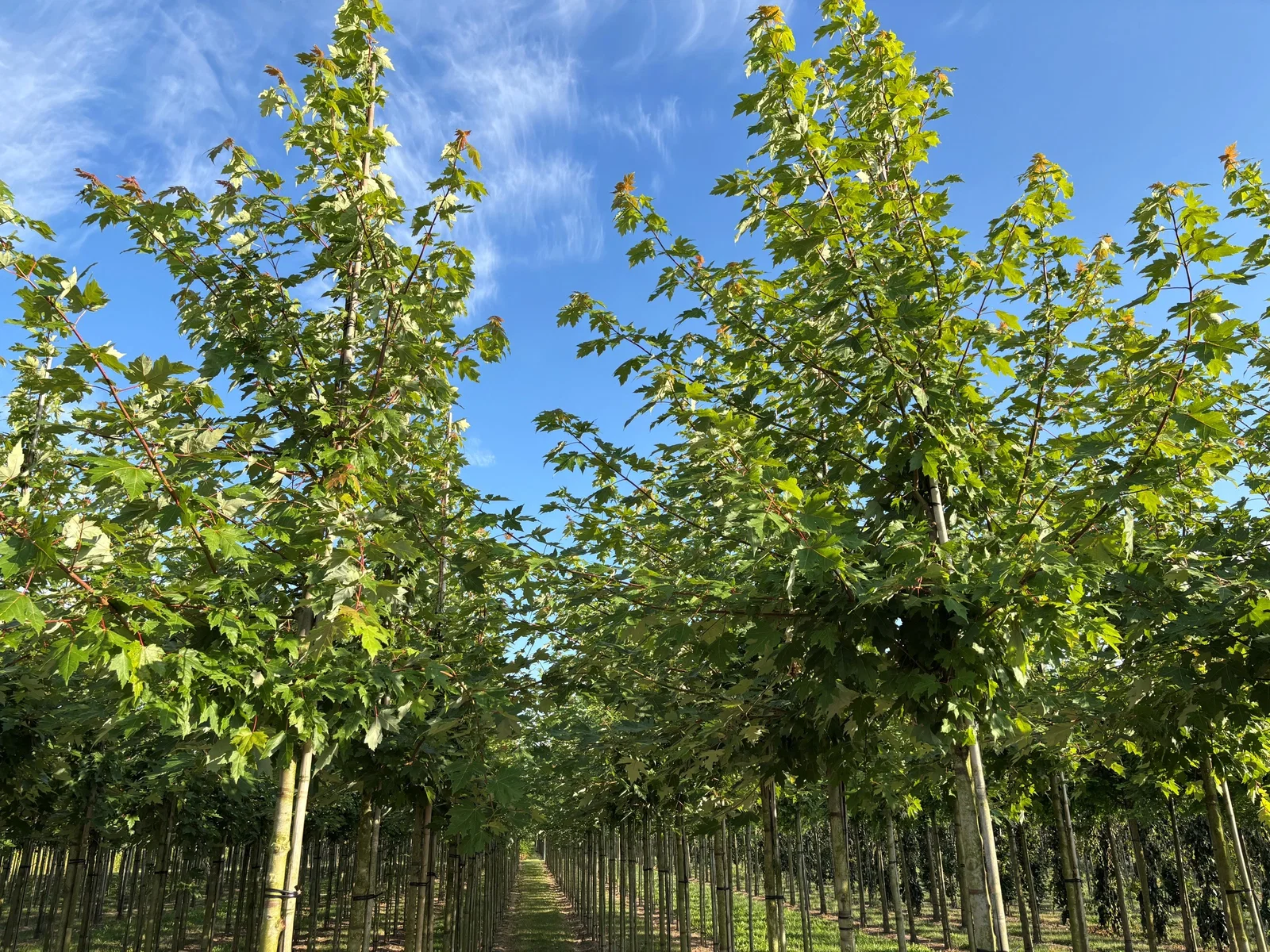 Acer Freemanii Autumn Blaze (Esdoorn)-2
