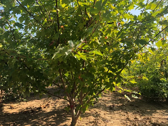 Acer freemanii Autumn Blaze Meerstammig (Esdoorn)