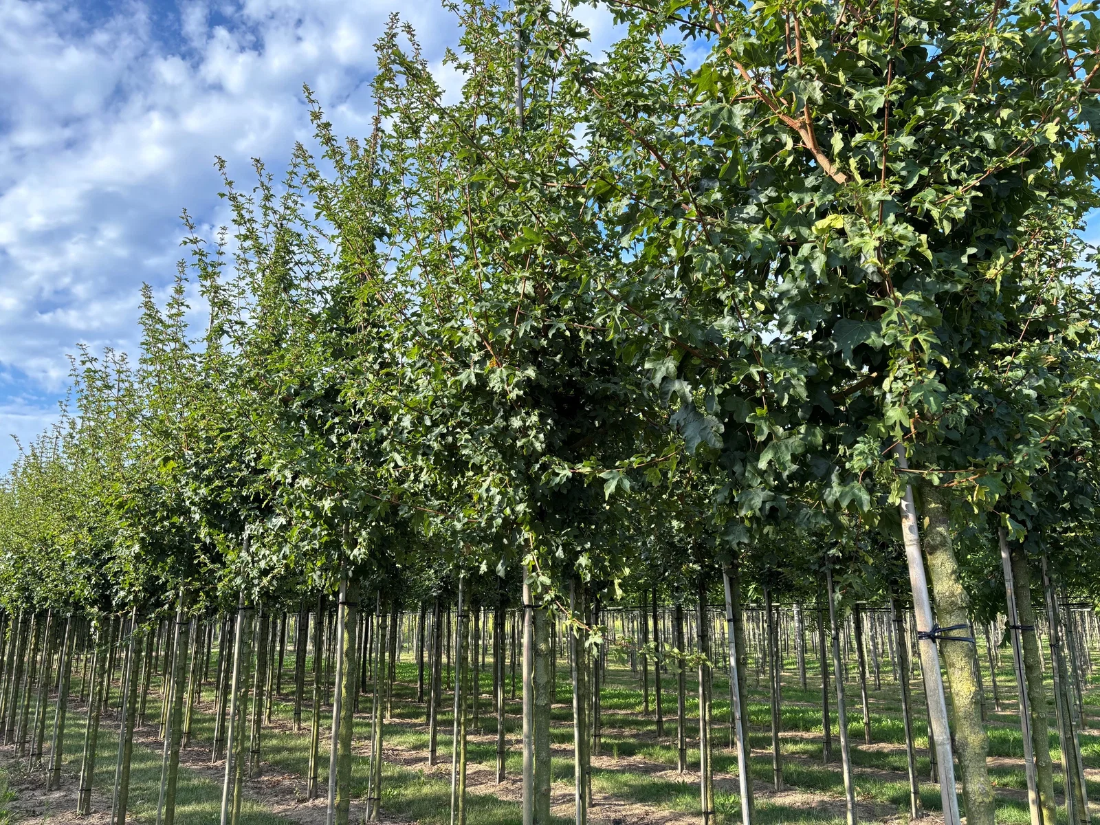 Acer Campestre Elsrijk (Veldesdoorn)-2