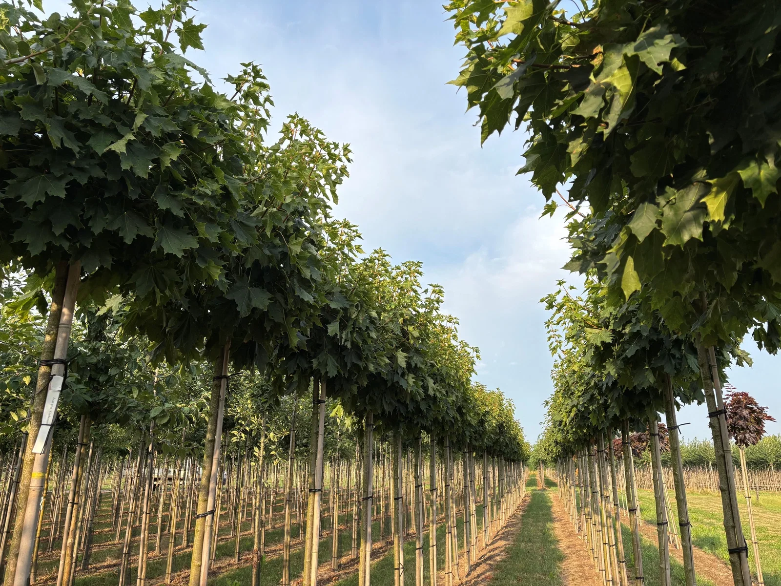 Acer Platanoides Globosum (Kugel Ahorn)-3