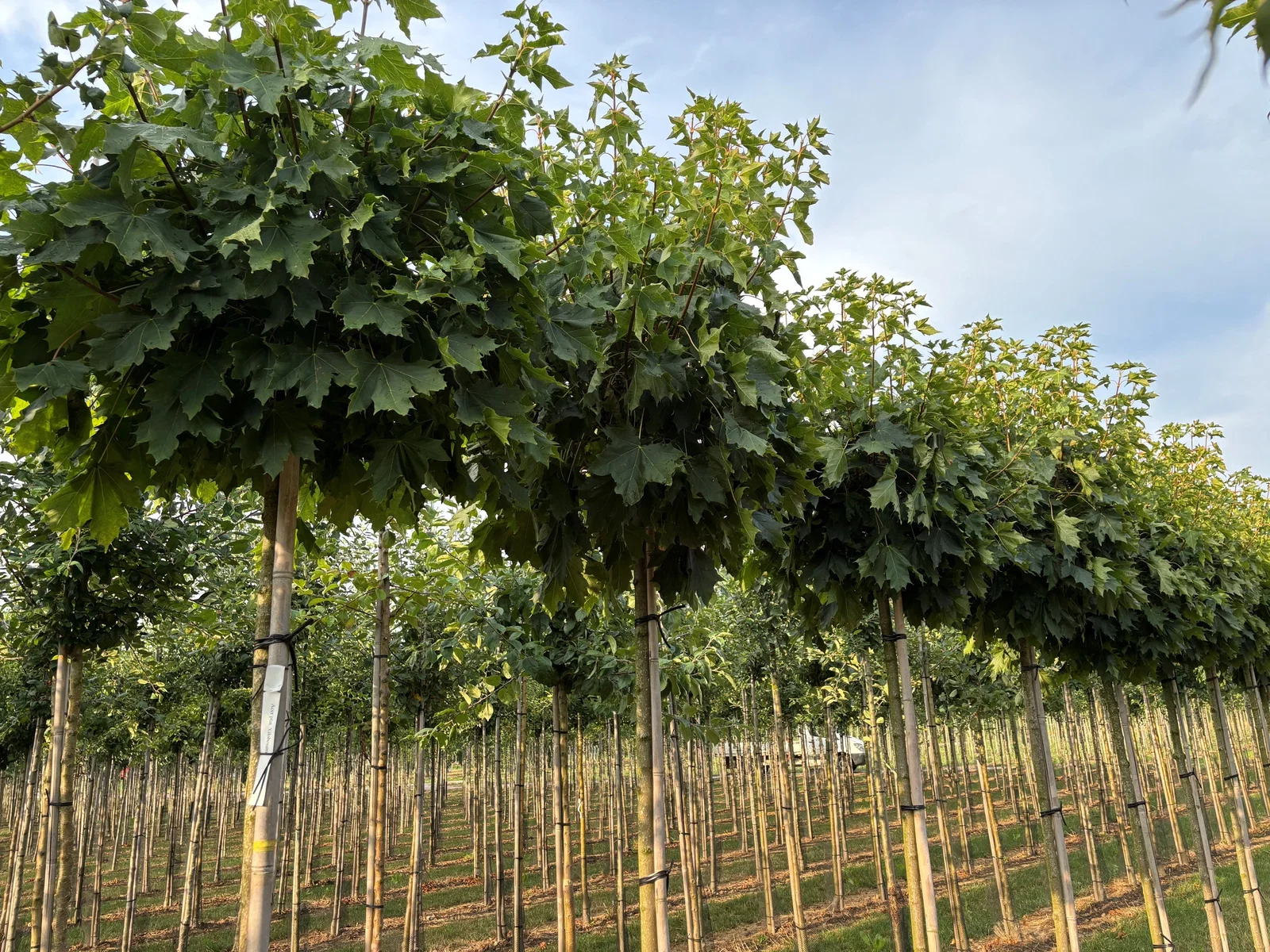 Acer Platanoides Globosum (Bolesdoorn)-2