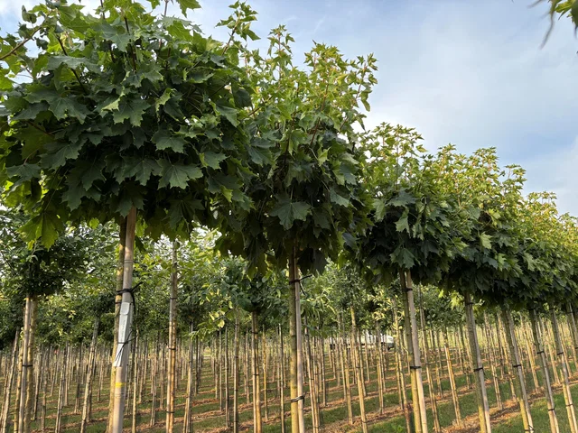 Acer Platanoides Globosum (Kugel Ahorn) Acer Platanoides Globosum (Kugel Ahorn)