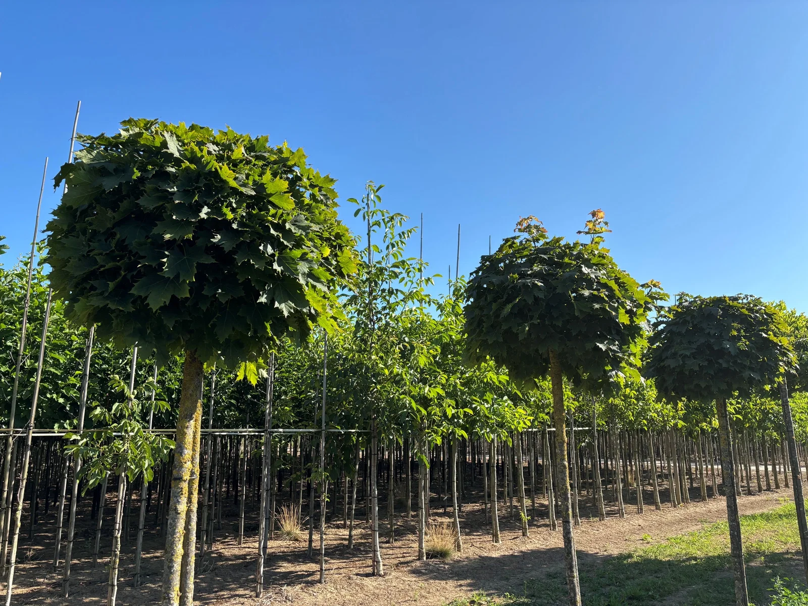 Acer Platanoides Globosum (Kugel Ahorn)-5
