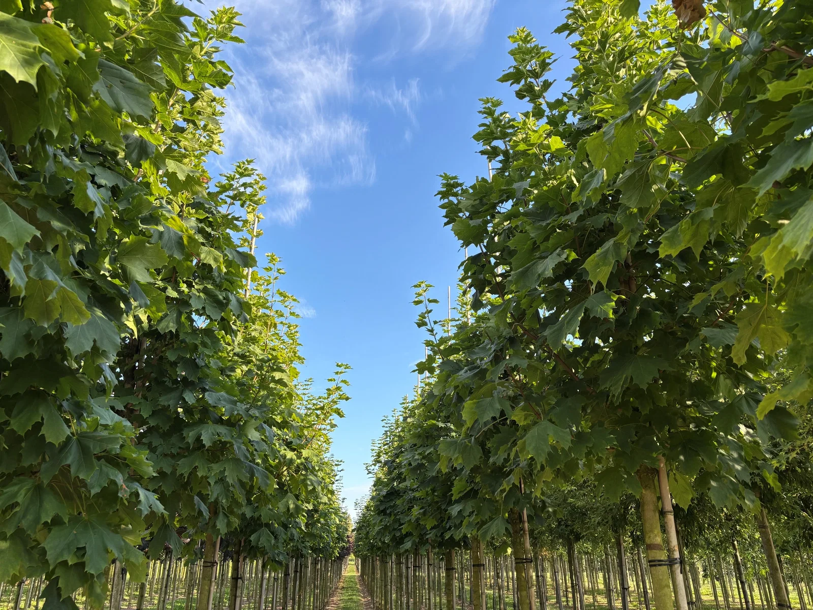 Acer Platanoides Columnare (Smalle Noorse Esdoorn)-2