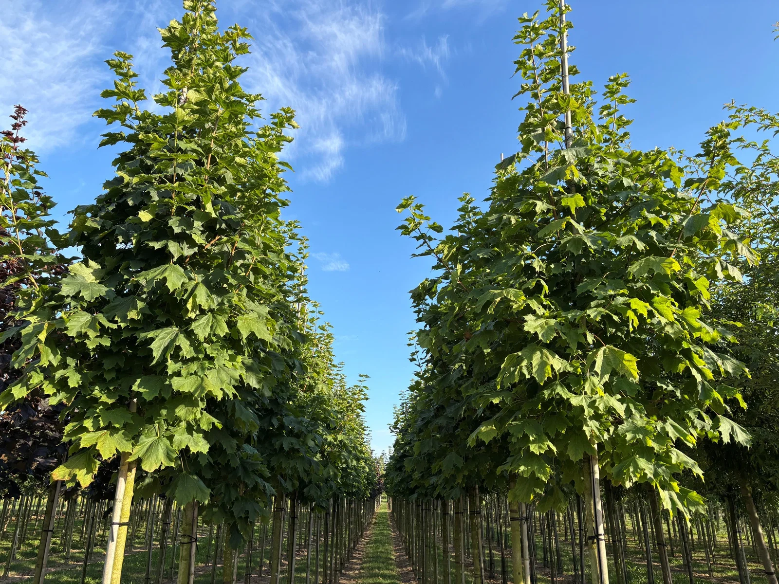 Acer Platanoides Columnare (Spitzahorn)-4