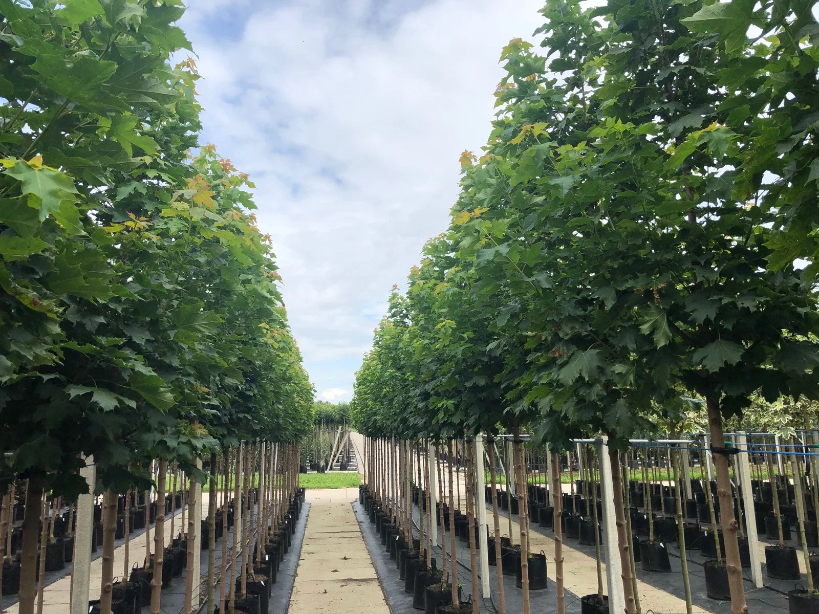 Acer Platanoides Columnare (Spitzahorn)-3